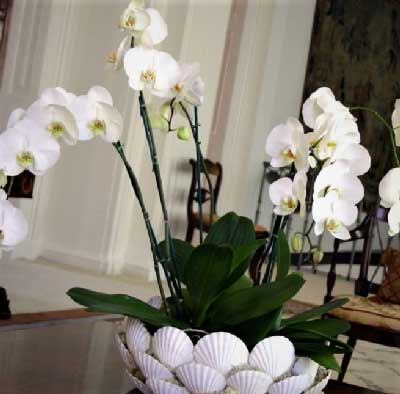 orquideas blancas en salon